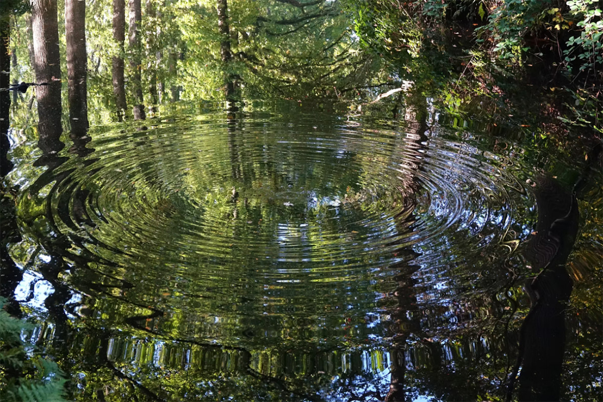 weeerspiegeling van bos in water