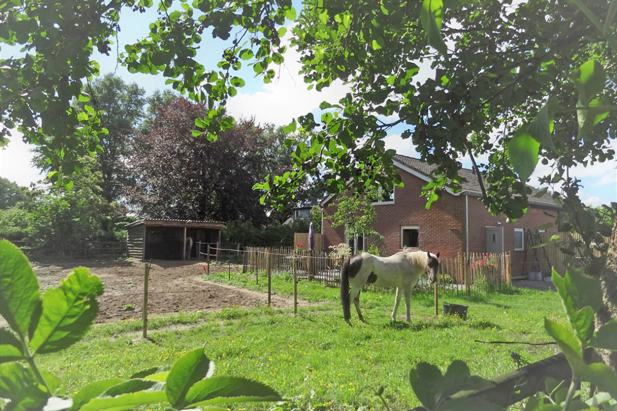 Een paard staat in het gras naast een huis.