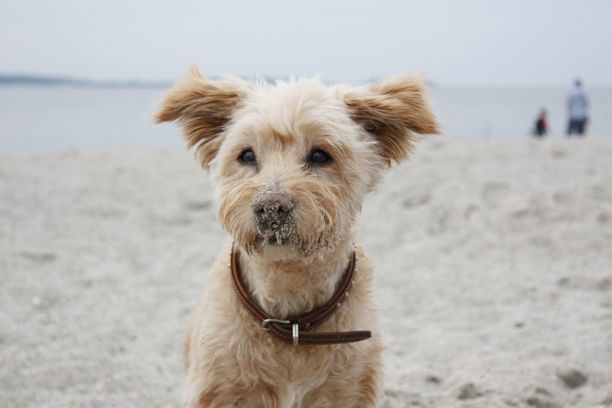 Een hond op het strand, genietend van de zee en het zand.
