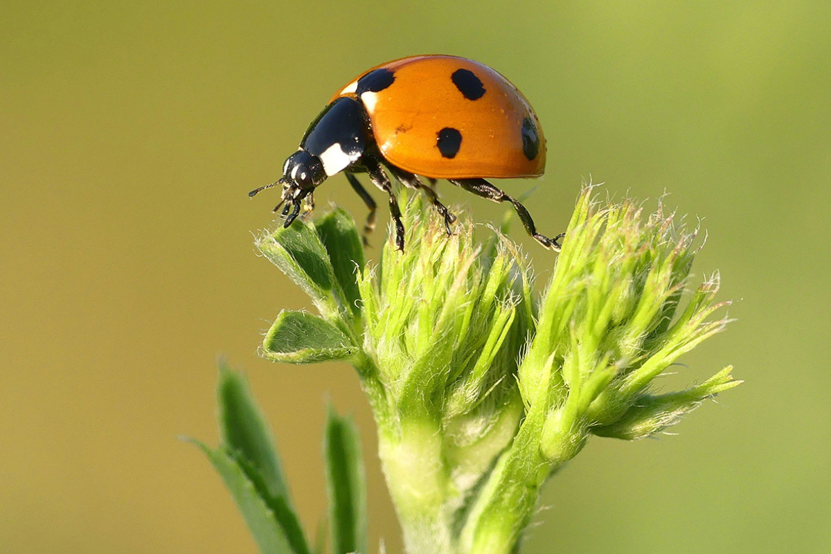 Lieveheersbeestje op een plant
