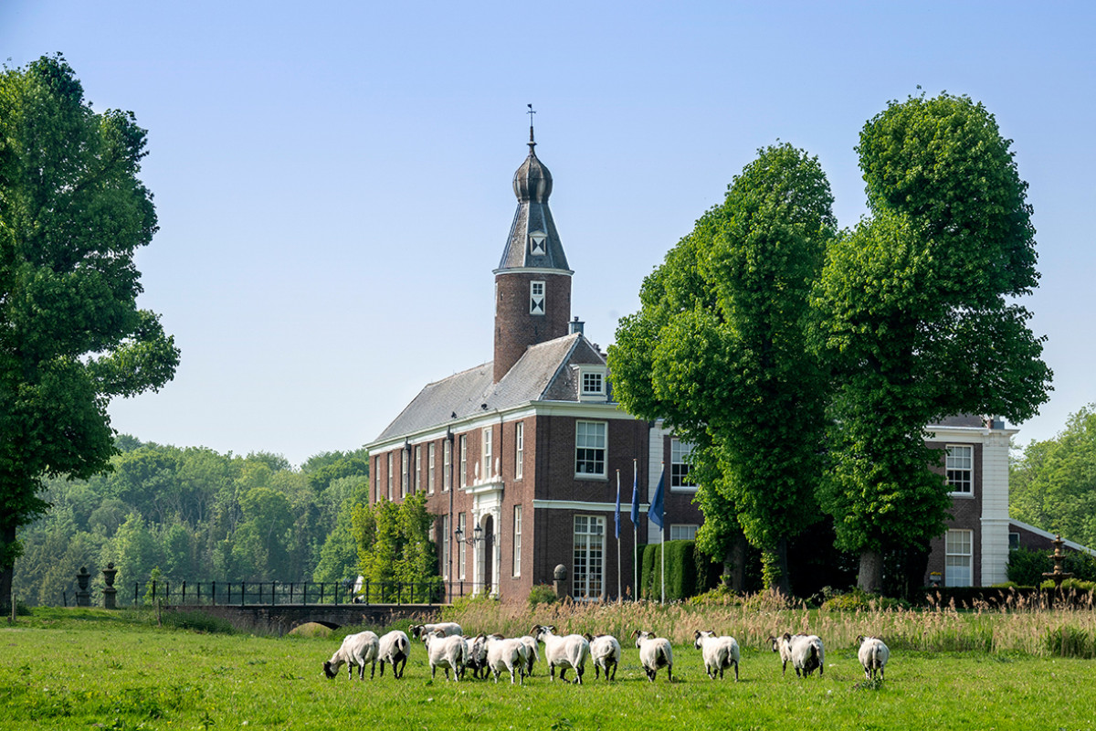 Chateau Marquette, op de voorgrond schapen en omgeven door groene bomen op een zonnige dag.