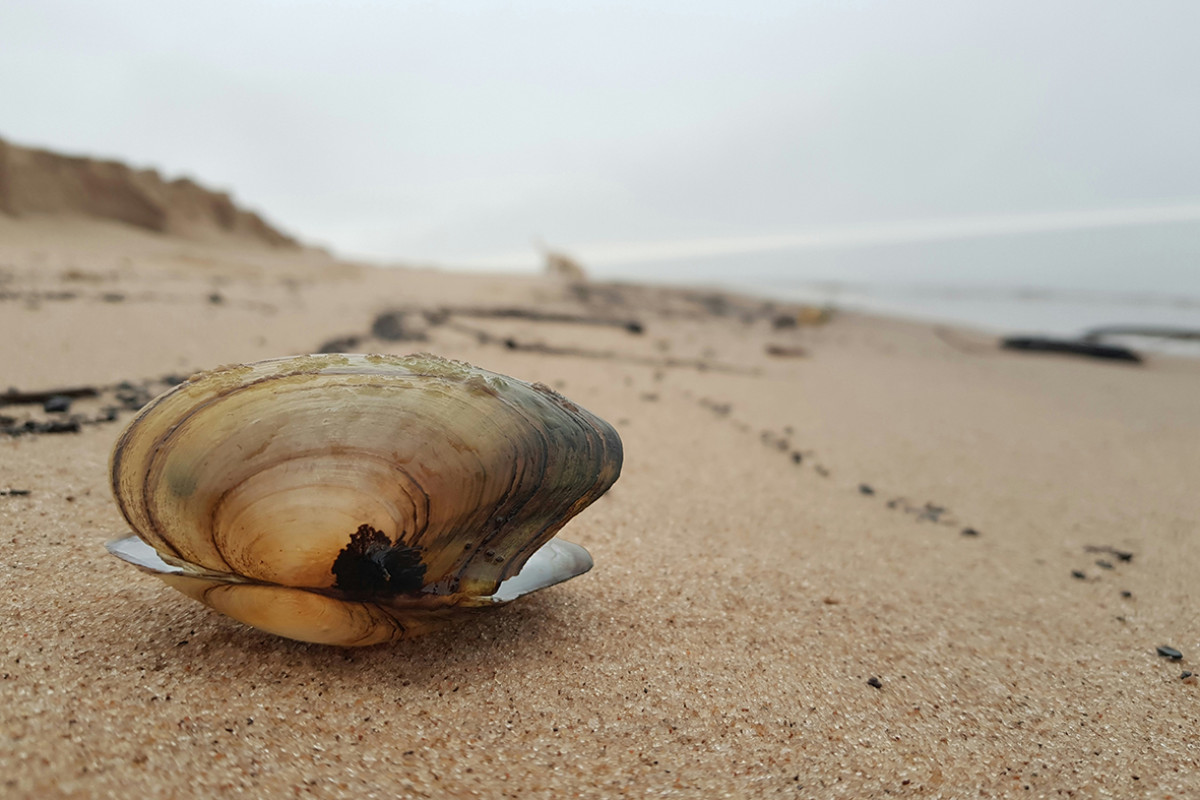 schelp op het strand