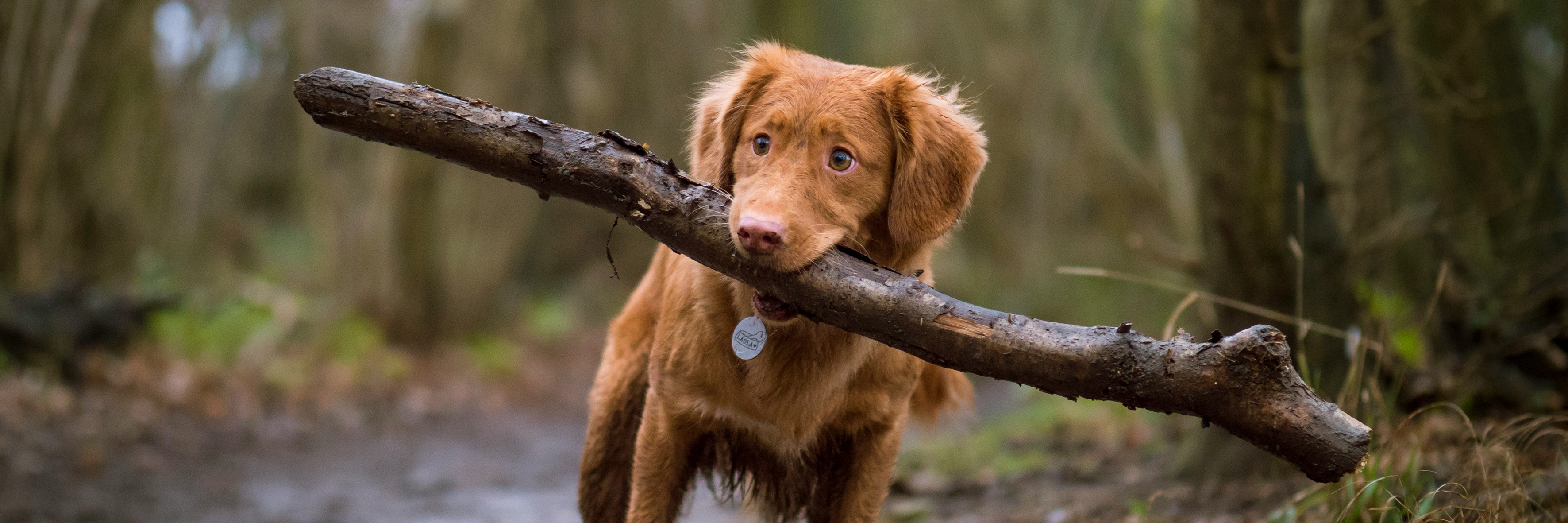 Een bruine hond in het bos met een stok in zijn bek.