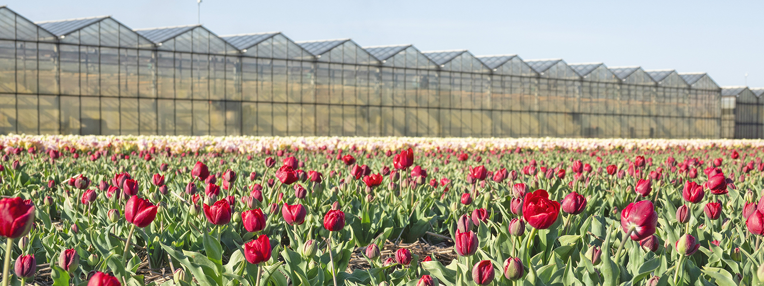 Een veld vol rode tulpen, een prachtig zicht op de natuur in volle bloei. Op de achtergrond een glazen kas.