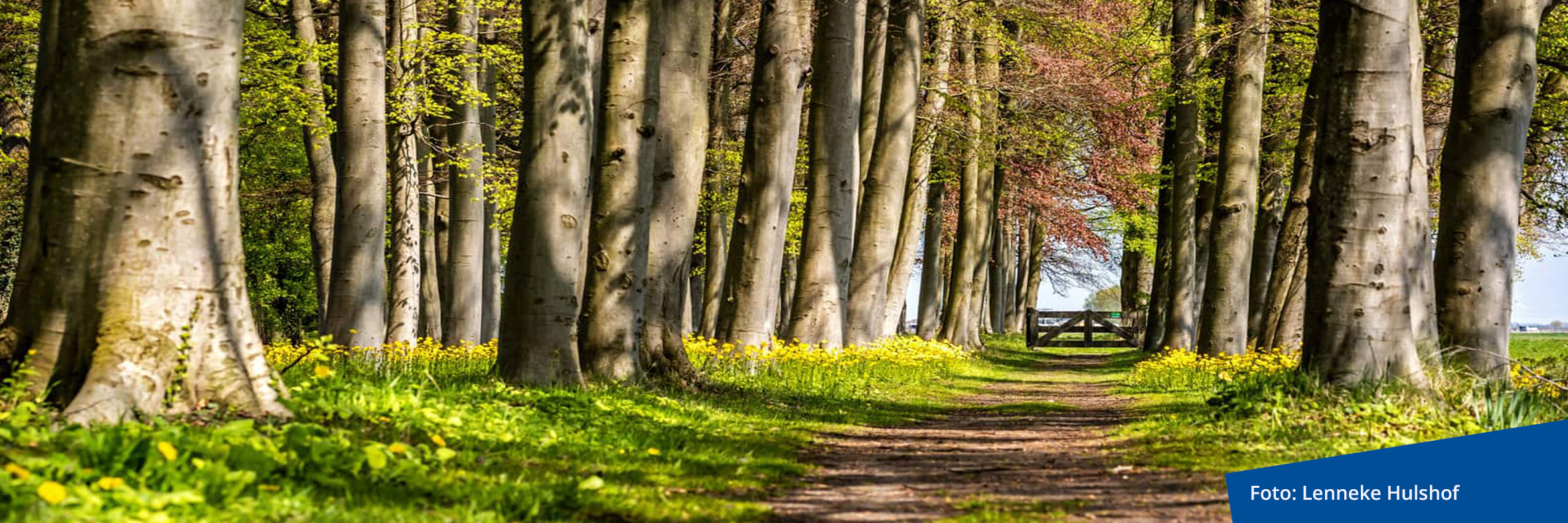Een pad dat slingert door een bos met bomen en gras. Natuurlijke schoonheid en rustige omgeving.